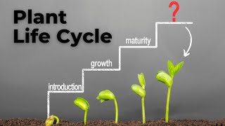 From Seed to Bloom Understanding the Plant Life Cycle [upl. by Adnorrahs960]