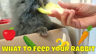 Food for rabbits  What do Lionhead bunnies eat Find out [upl. by Daisi898]