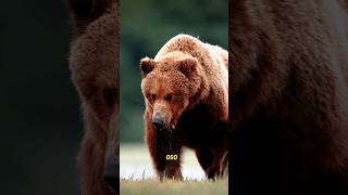 ¡Oso Grizzly vs Puma osogrizzly vs puma animalessalvajes [upl. by Ennayehc893]