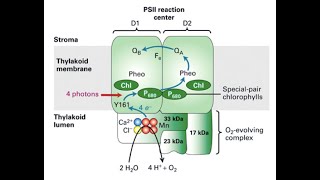 Splitting of water during Photosynthesis [upl. by Sherrard]