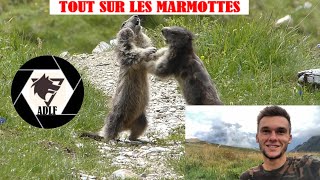 Les Marmottes des montagnes  TOUT SUR LA MARMOTTE [upl. by Nnyltiac854]