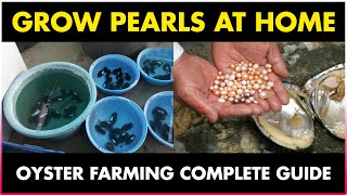 How to grow Pearls at Home  Oyster Farming at Home [upl. by Elohcin537]