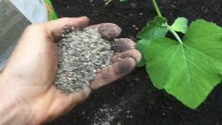 How to Apply Organic Fertilizer to Vegetables [upl. by Nairde430]