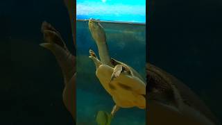 turtlelover turtlelove tortoise turtle turtlehead pets [upl. by Huberto]