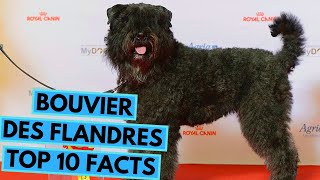 Bouvier des Flandres  TOP 10 Interesting Facts [upl. by Keir840]