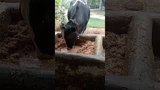 Rajput dairy farm [upl. by Dinah]