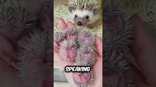 Discover Hedgehog a very cute pet breed animals pets [upl. by Lehcyar554]