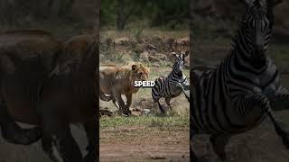 zebras unique traits that help them escape lions 🦓 zebra lions nature wildlife facts [upl. by Siravat]