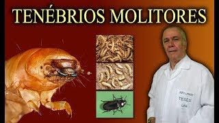 Tenébrios Molitores Comuns e Gigantes [upl. by Knoll721]