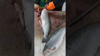 Filleting farmed salmon in the fish market [upl. by Gobert326]