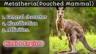 General character classification and affinities of Metatheria [upl. by Bruell]