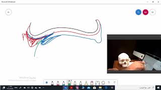 Limiting structures of maxillary arch Part4 [upl. by Adelle]