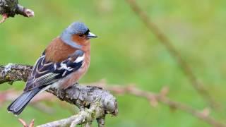 Great Nature Watch Chaffinch Song [upl. by Odrarebe664]