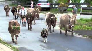 Viehscheid von der Alpe Topfen zum Lämmerhofer  Hof [upl. by Pember]