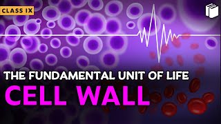 Cell Wall  Chapter 5  Class 9  PuStack [upl. by Hosea]