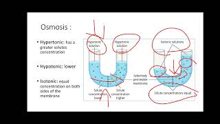 Lab 3 Diffusion and Osmosis [upl. by Delastre756]