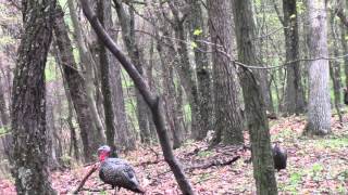 Spring Turkey Hunt 2016 first turkey [upl. by Dosi]