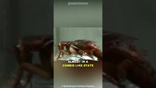 This Wasp Turns Cockroaches Into Zombies [upl. by Gnol223]