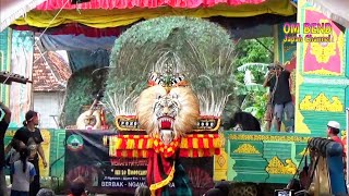 Akibat Panggung Kurang Tinggi Reog Turun Panggung  Barongan Blora New Singo Joyo Live Tengger [upl. by Aihsei]