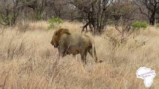 Lions of Timbavati  lion on patrol [upl. by Kall298]