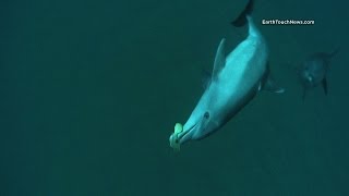 Do Dolphins Get High On Pufferfish Toxin [upl. by Martino307]