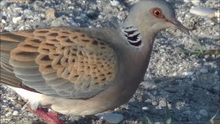 Tórtola europea Streptopelia turtur European Turtledove [upl. by Ketti]