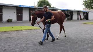 George Boughey Zoffany x Beat The Stars Filly Profile Video [upl. by Bonilla886]