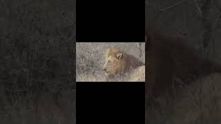 Mfowethu the male Lion with mating Lioness close run in with Buffaloes [upl. by Hatcher]