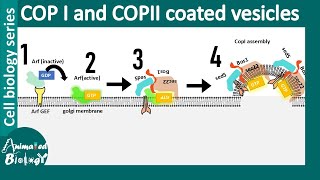 COP II and COP I vesicle mediated vesicle transport between ER and Golgi [upl. by Evonne]