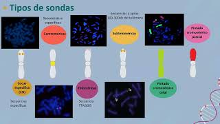 Anomalías cromosómicas complejas inusual diagnóstico citogenético y citogenómico [upl. by Adelle265]