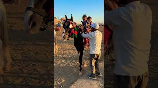 Horse 🐎 Riding  horse horses ghoda horseriding horselover ytvideo shortsfeed dhruhi [upl. by Dotty875]