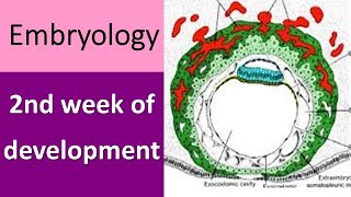 2nd week of embryonic development [upl. by Judd527]