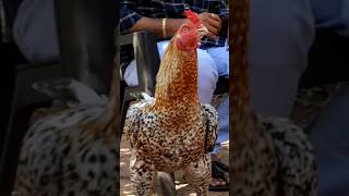 Inbreeding three generation one frameventrapragada chinni garuanimalsshortschickenrooster [upl. by Nilrak]