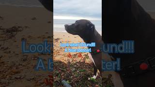 MADGELIFE She sniffed this out today bluelobster rare lobster dogs dogvideo beach beachdog [upl. by Lynda]