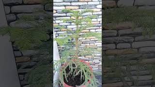 Araucaria plantplants gardeningtreegarden aurucariashortstrendingsubscribelikeforlikeslove [upl. by Dream]