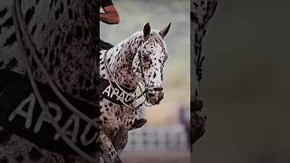 Appaloosa What breed should I do next appaloosa appaloosahorse horse equines equestrain [upl. by Olli958]