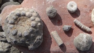 Fossils Galore at Partridge Point Park [upl. by Annehcu747]