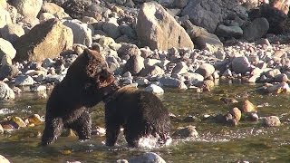 野生のヒグマの兄弟喧嘩＠北海道 知床 20131010 [upl. by Liryc]