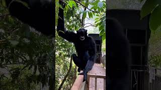 Gibbon call the Friends 😀animals gibbon funny [upl. by Goodyear]