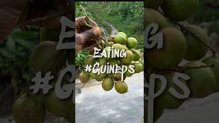 Huge Jamaican Guinep Fruits Sweet and Fleshy [upl. by Lantz221]