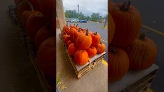 Produce junction Willingboro area amazing fall selection 🎃 flowers vegetables Pumpkins Flowers [upl. by Ajuna433]