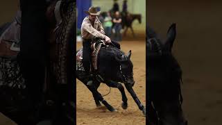 2024 NRBC Reining Horses Open Finals Qualifiers horse equestrian yellowstone reining [upl. by Mathian]