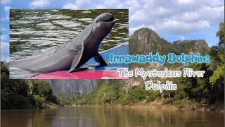 Irrawaddy Dolphin The Mysterious River Dolphin dolphin mekongriver wildlife [upl. by Scopp]