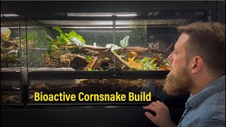 Building a Bioactive Cornsnake Vivarium [upl. by Sihunn438]