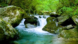 Mountain Stream Flowing 247 Forest Stream Flowing Water White Noise Nature Sounds for Sleeping [upl. by Kathrine]