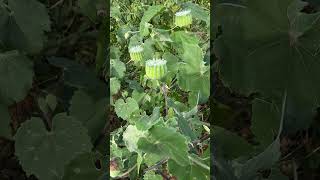 Abutilon indicum a medicinal plant of Odisha medicinal biology Odisha [upl. by Olleina]