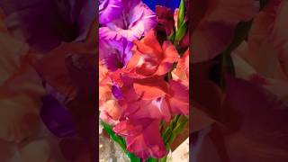 My spectacular Gladioli vase ￼prettyblooms prettyflowers gladiolus gladioli smallyoutuber [upl. by Tammi726]