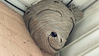 Duct tape vs Hornet nest trapping them inside [upl. by Riedel]