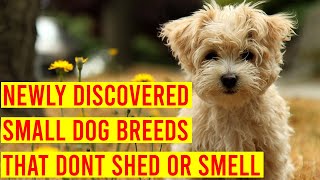 10 Newly Discovered Small Dog Breeds That Dont Shed Or Smell [upl. by Letisha315]