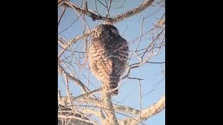 Northern Hawk Owl in Maine [upl. by Erdnua]